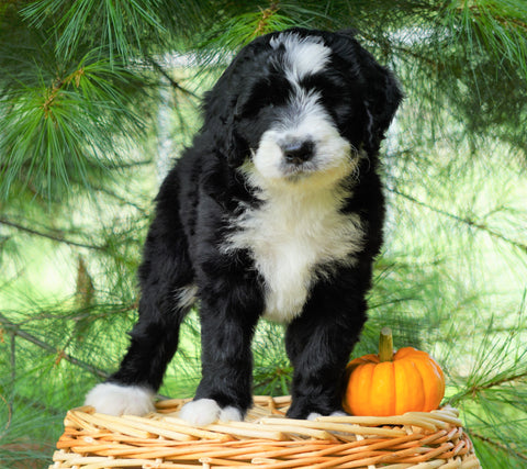 Standard Bernedoodle For Sale Baltic, OH Female- Selena
