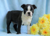 AKC Registered Boston Terrier For Sale Warsaw, OH Male- Coley