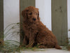 Mini Goldendoodle For Sale Fresno, OH Male- Willie