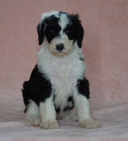 Sheepadoodle (Standard) For Sale Baltic, OH Female- Brooke