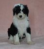 Sheepadoodle (Standard) For Sale Baltic, OH Female- Brooke