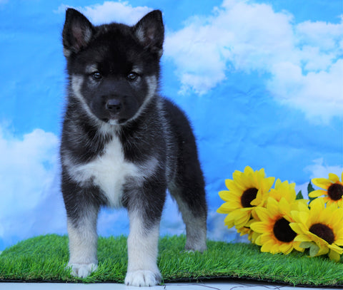 Norwegian Elkhound Hybrid For Sale Adamsville, OH Male- Delbert