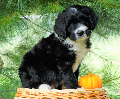 Standard Berndoodle For Sale Baltic, OH Male- Keith