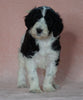 Sheepadoodle (Standard) For Sale Baltic, OH Female- Cindy