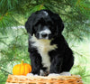 Standard Berndoodle For Sale Baltic, OH Male- Keith