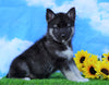 Norwegian Elkhound Hybrid For Sale Adamsville, OH Male- Delbert