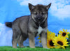Norwegian Elkhound Hybrid For Sale Adamsville, OH Female- Lulu