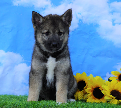Norwegian Elkhound Hybrid For Sale Adamsville, OH Female- Lulu