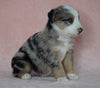 Australian Shepherd For Sale Baltic, OH Male- Rex