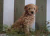 Mini Goldendoodle For Sale Fresno, OH Male- Rudolph