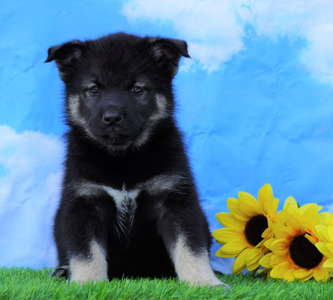 Norwegian Elkhound Hybrid For Sale Adamsville, OH Male- Chipper