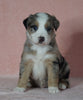 Australian Shepherd For Sale Baltic, OH Male- Rex