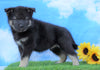 Norwegian Elkhound Hybrid For Sale Adamsville, OH Male- Chipper