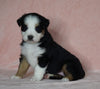 Australian Shepherd For Sale Baltic, OH Female- Trixie