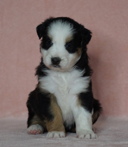 Australian Shepherd For Sale Baltic, OH Female- Trixie