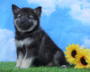 Norwegian Elkhound Hybrid For Sale Adamsville, OH Female- Sandy