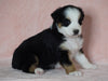 Australian Shepherd For Sale Baltic, OH Female- Trixie