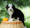 Standard Bernedoodle For Sale Baltic, OH Male- Cole