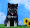 Norwegian Elkhound Hybrid For Sale Adamsville, OH Female- Sandy