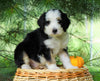Standard Bernedoodle For Sale Baltic, OH Male- Cole