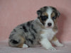 Australian Shepherd For Sale Baltic, OH Male- Diesel