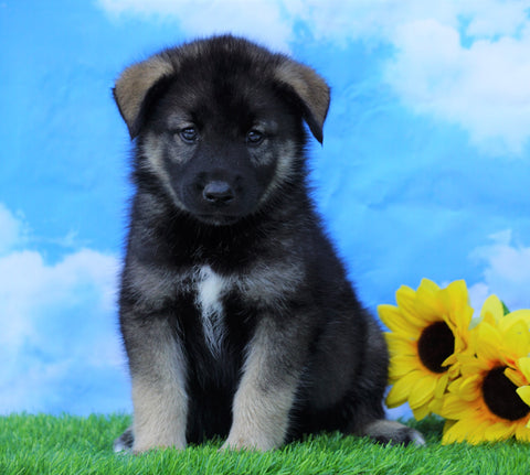 Norwegian Elkhound Hybrid For Sale Adamsville, OH Male- Ozzy