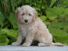 Mini Goldendoodle For Sale Fresno, OH Female- Willow