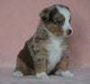 Australian Shepherd For Sale Baltic, OH Female- Shelly