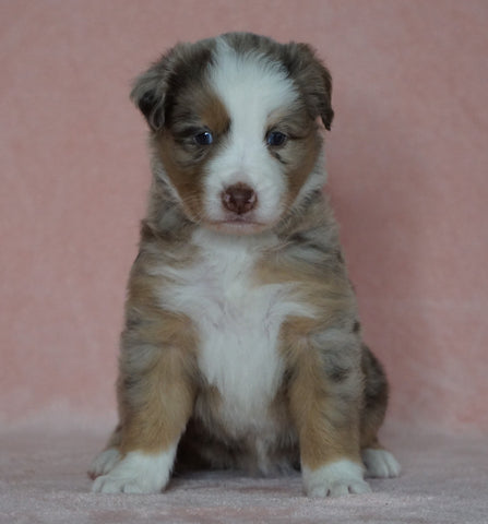 Australian Shepherd For Sale Baltic, OH Female- Shelly