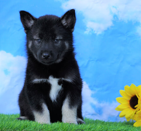 Norwegian Elkhound Hybrid For Sale Adamsville, OH Male- Rowdy