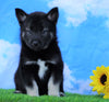 Norwegian Elkhound Hybrid For Sale Adamsville, OH Male- Rowdy