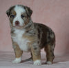 Australian Shepherd For Sale Baltic, OH Female- Shelly