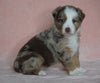 Australian Shepherd For Sale Baltic, OH Female- Shelly