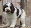 Cockapoo For Sale Wooster, OH Male- Patches