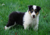 AKC Registered Lassie Collie For Sale Fredericksburg, OH Female- Lana