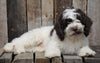 Cockapoo For Sale Wooster, OH Male- Patches