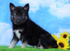 Norwegian Elkhound Hybrid For Sale Adamsville, OH Male- Rowdy