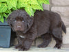 AKC Registered Newfoundland For Sale Dalton, OH Female- Lady