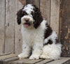 Cockapoo For Sale Wooster, OH Male- Patches