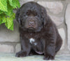 AKC Registered Newfoundland For Sale Dalton, OH Female- Lady