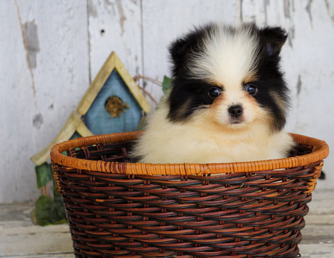 ACA Registered Pomeranian For Sale Millersburg, OH Male- Teddy