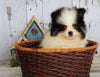 ACA Registered Pomeranian For Sale Millersburg, OH Male- Teddy