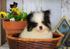 ACA Registered Pomeranian For Sale Millersburg, OH Male- Teddy