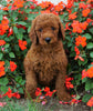 AKC Registered Standard Poodle For Sale Loudenville, OH Female- Torie