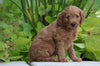 Mini Goldendoodle For Sale Fresno, OH Male- Moose