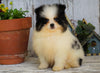 ACA Registered Pomeranian For Sale Millersburg, OH Male- Teddy