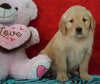 AKC Golden Retriever For Sale Holmesville, OH Female - Bella