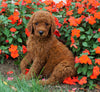 AKC Registered Standard Poodle For Sale Loudenville, OH Female- Torie