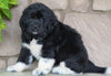 AKC Registered Newfoundland For Sale Dalton, OH Female- Panda