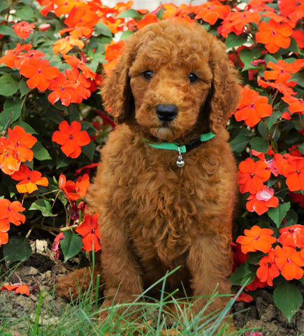 AKC Registered Standard Poodle For Sale Loudenville, OH Male- Harley